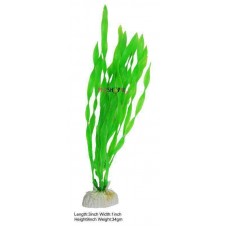 Echinodours Ozelot Green Plant Small